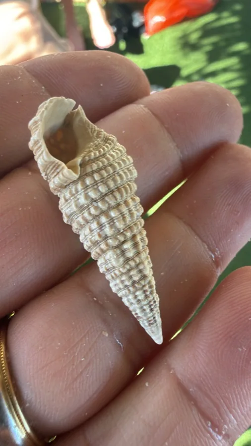 A small ribbed cerith shell resting in a palm