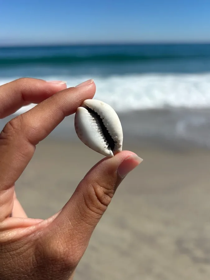 A small cowrie shell held between two fingers at the shoreline