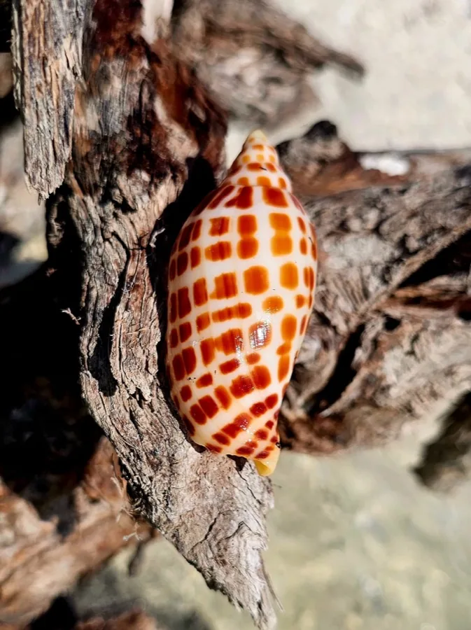 A spotted Junonia shell tucked into driftwood