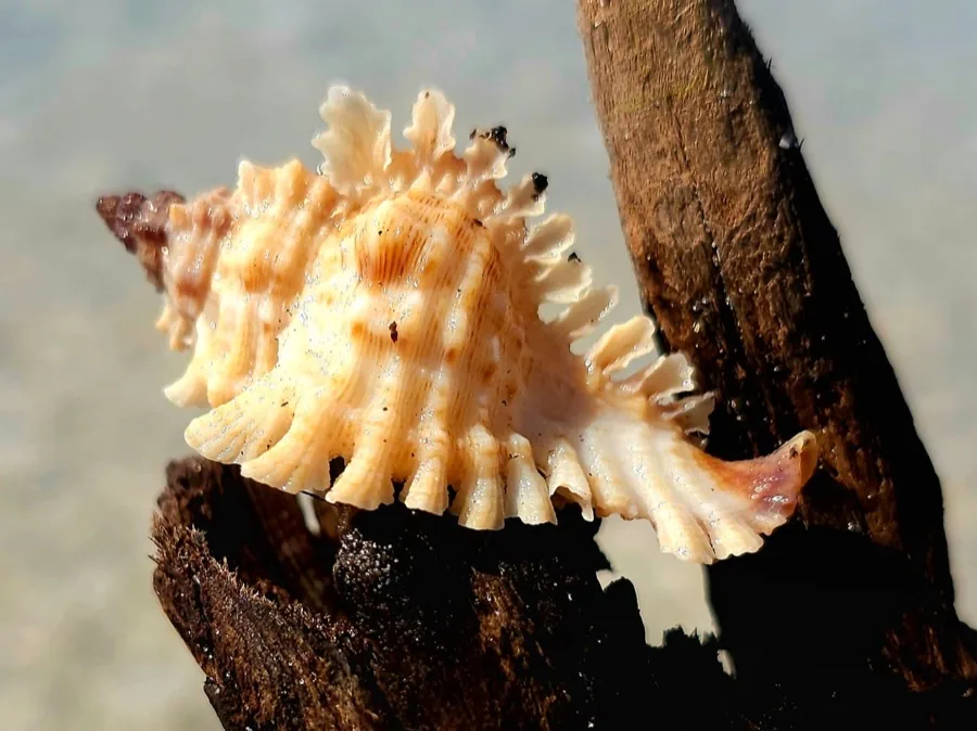 A lace murex shell with frilled ridges on driftwood